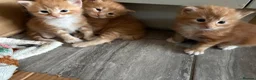 Mixed Breed cats for sale: Beautiful Ragdoll Cross Kittens - Advert 1