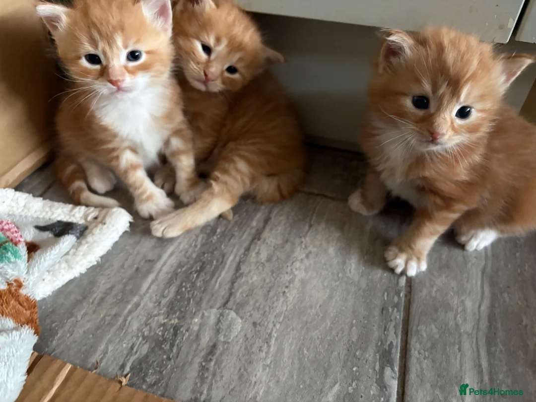 Mixed Breed cats for sale: Beautiful Ragdoll Cross Kittens - Advert 1