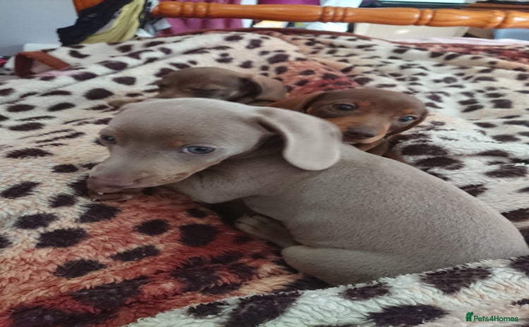 Miniature Dachshund dogs - Advert 1