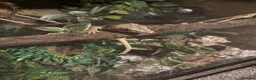 Gecko reptiles for sale: Gecko - Advert 4