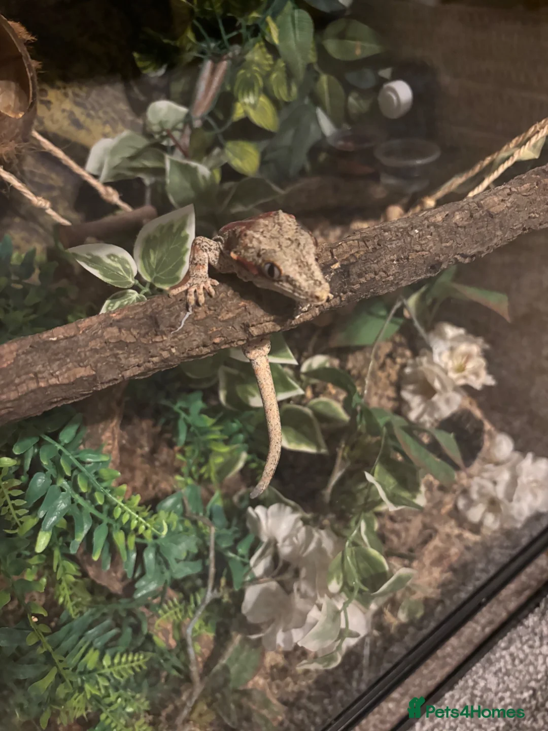 Gecko reptiles for sale: Gecko - Advert 4