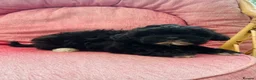 Shihpoo dogs for sale: Beautiful F1 Shihpoo puppies - Advert 3