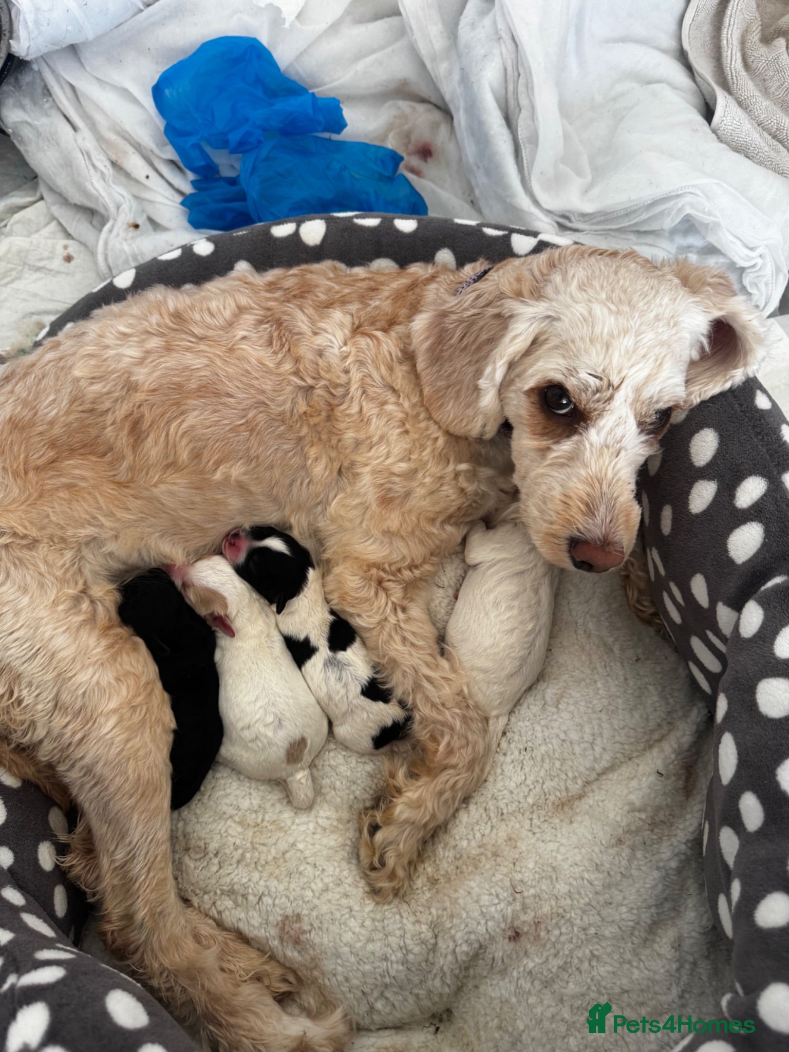 Mixed Breed dogs Beautiful Cockapoo x Jackapoo Puppies - Advert 2
