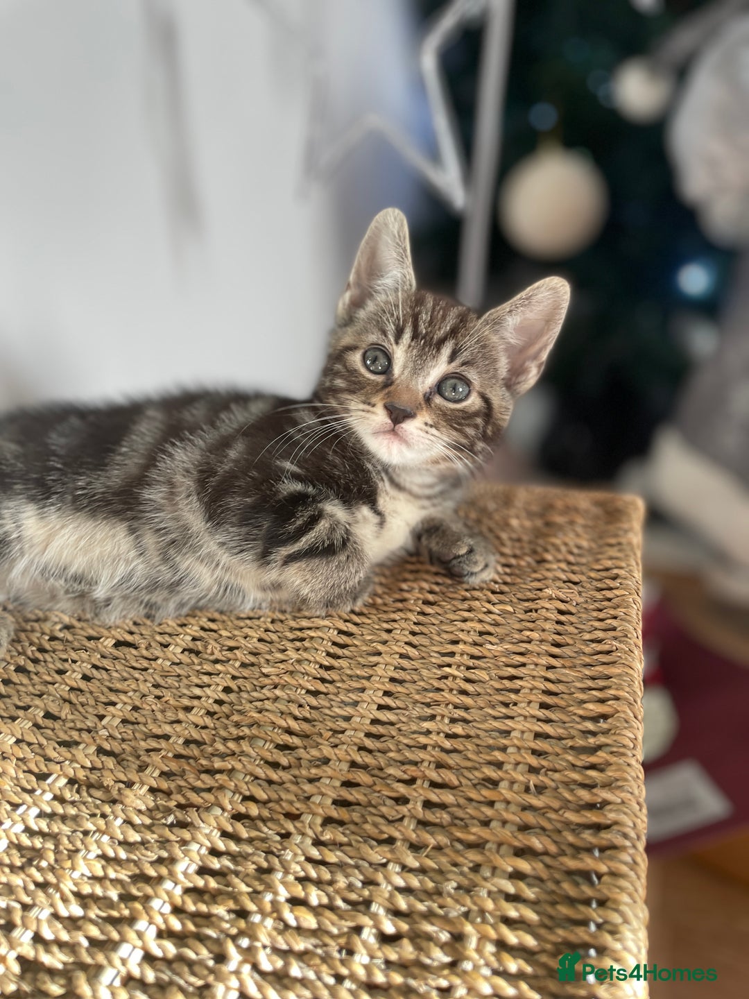 Mixed Breed cats for sale: Kittens Looking for a forever family  - Advert 11