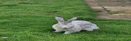 Continental Giant rabbits for sale: Beautiful continental giant buck  - Advert 3