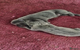 Cane Corso dogs for sale: Cane corso pups - Image 3