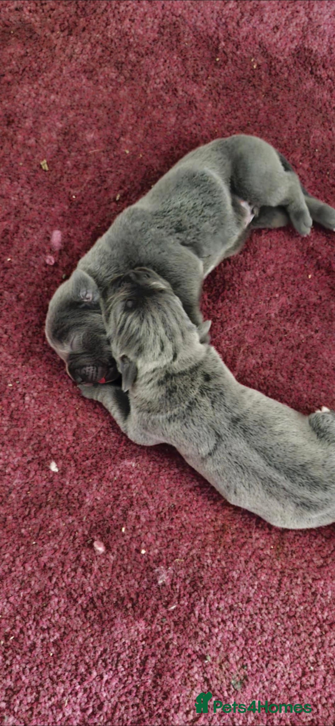 Cane Corso dogs for sale: Cane corso pups - Image 3