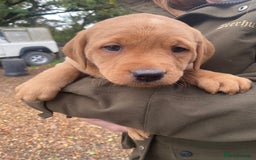 Labrador Retriever dogs for sale: Red labrador puppies - Image 7