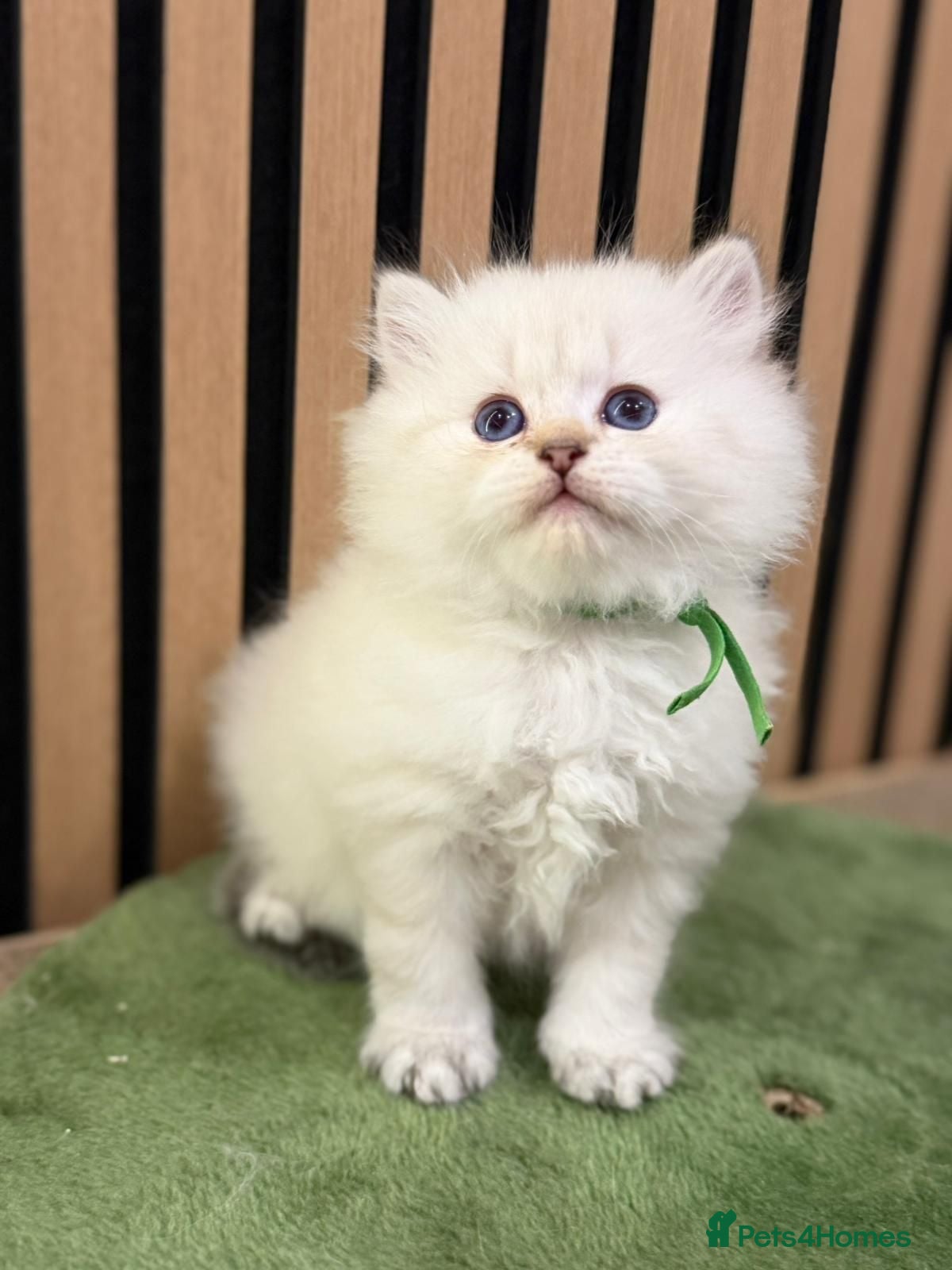 British Longhair cats PURE-Beautiful British kittens female long hair  - Advert 8