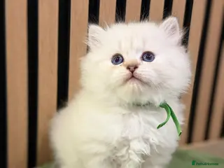 British Longhair cats PURE-Beautiful British kittens female long hair - Advert 8