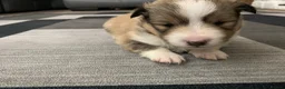 Shetland Sheepdog dogs for sale: KC REGISTERED LITTER OF SHETLAND SHEEPDOG PUPPIES  - Advert 14