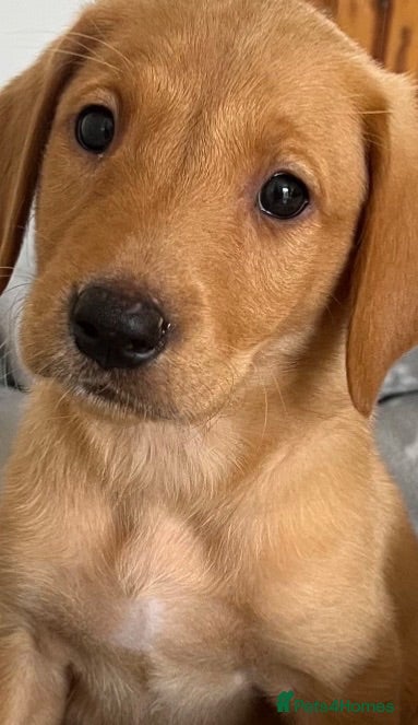 Labrador Retriever dogs Fox Red labrador - Advert 1