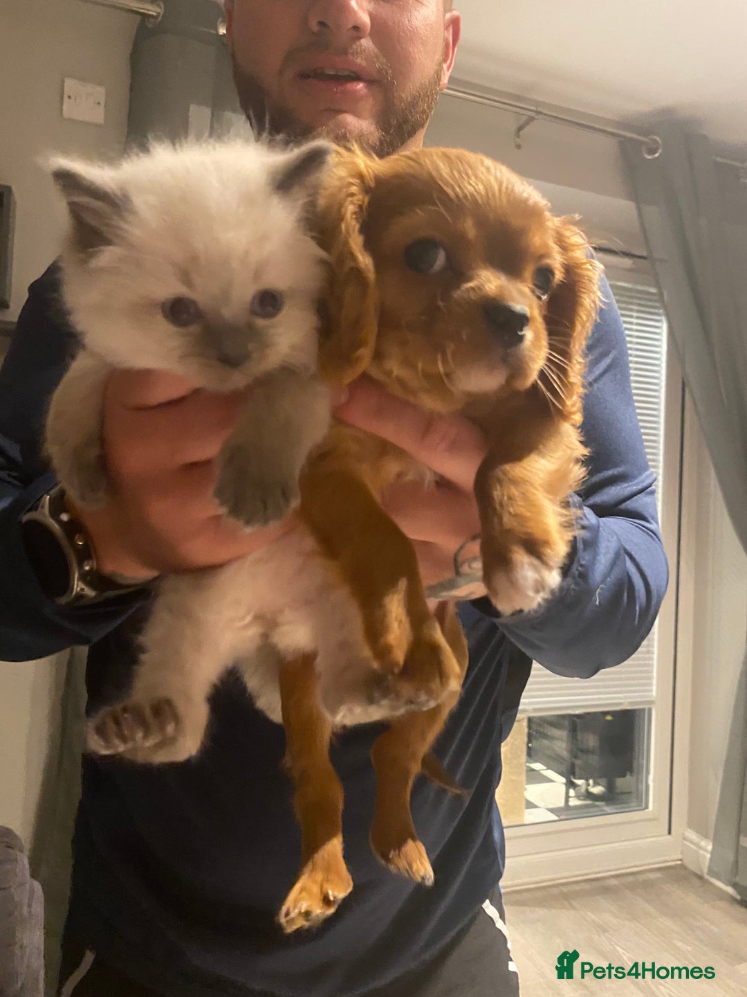 Ragdoll cats for sale: Ragdoll kittens  - Image 7