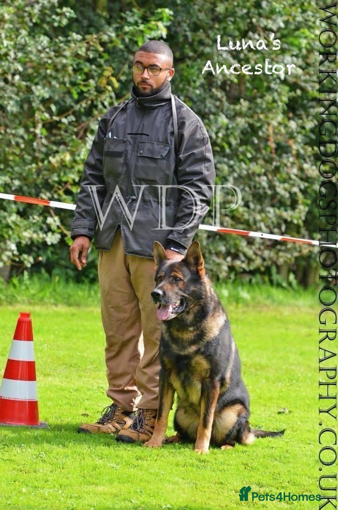 German Shepherd dogs for sale: K.C German Shepherd Puppies  - Image 17