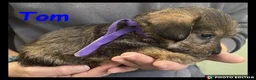 Jackapoo dogs for sale: Delightful Jackapoos - Advert 11
