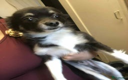 Mixed Breed dogs for sale: Bengie - Image 1