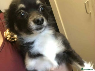 Mixed Breed dogs - Advert 25
