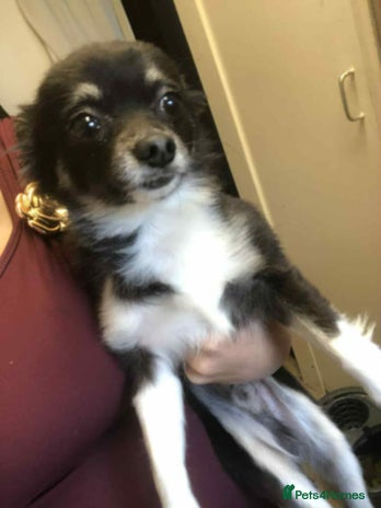 Mixed Breed dogs - Advert 32