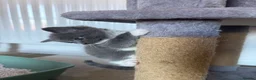 Mixed Breed cats for sale: Persian x Maincoon Kittens   in Bristol - Advert 3