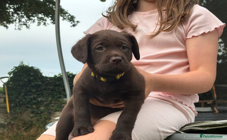 Labrador Retriever dogs - Advert 3