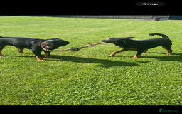 Rottweiler dogs for sale: Beautiful Rottweiler Female - Image 2