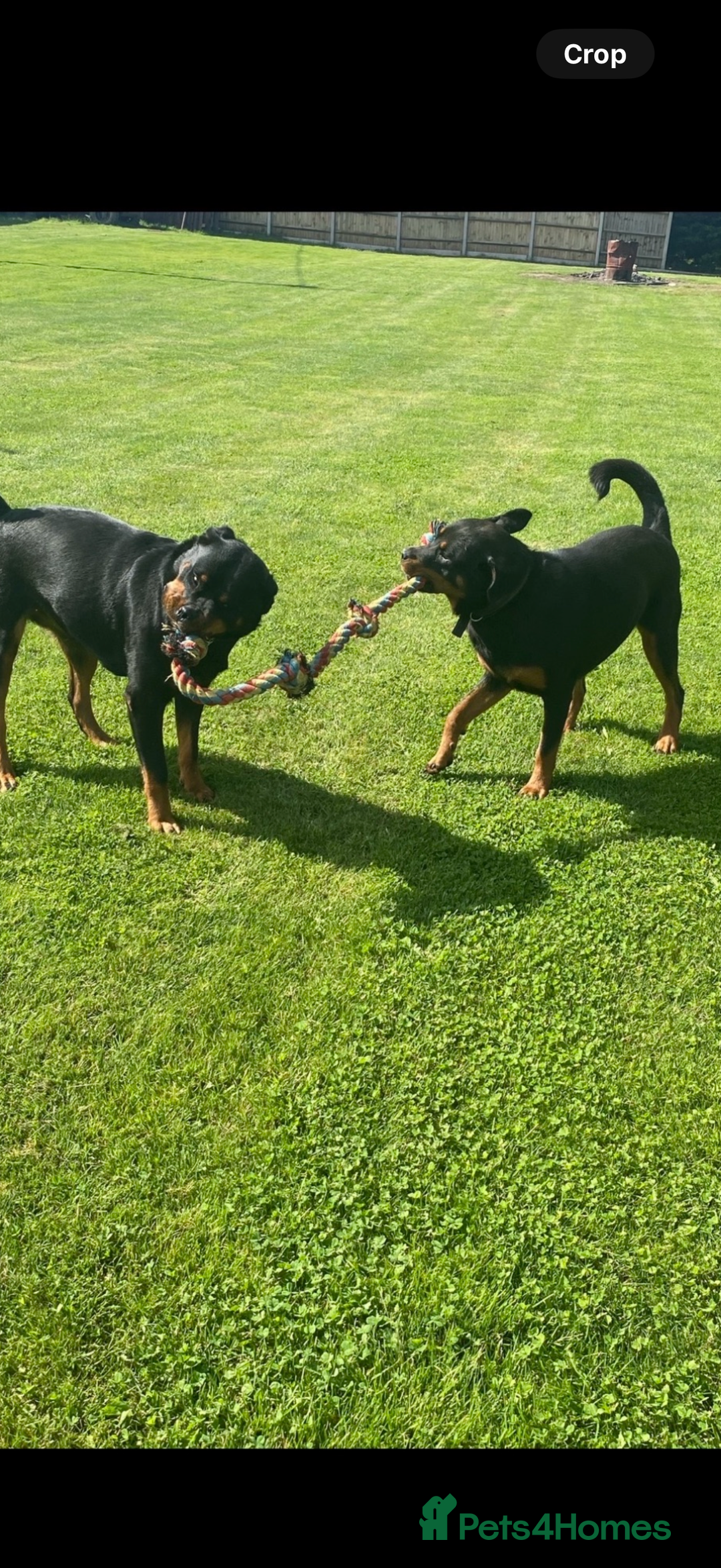 Rottweiler dogs for sale: Beautiful Rottweiler Female - Image 2