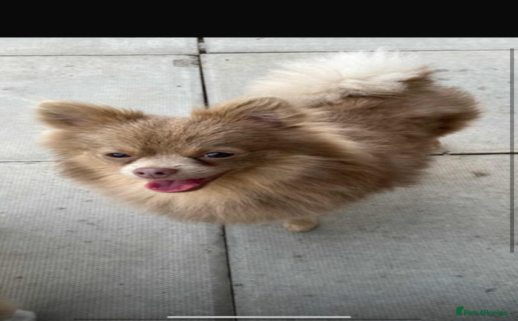 Pomeranian dogs - Advert 8