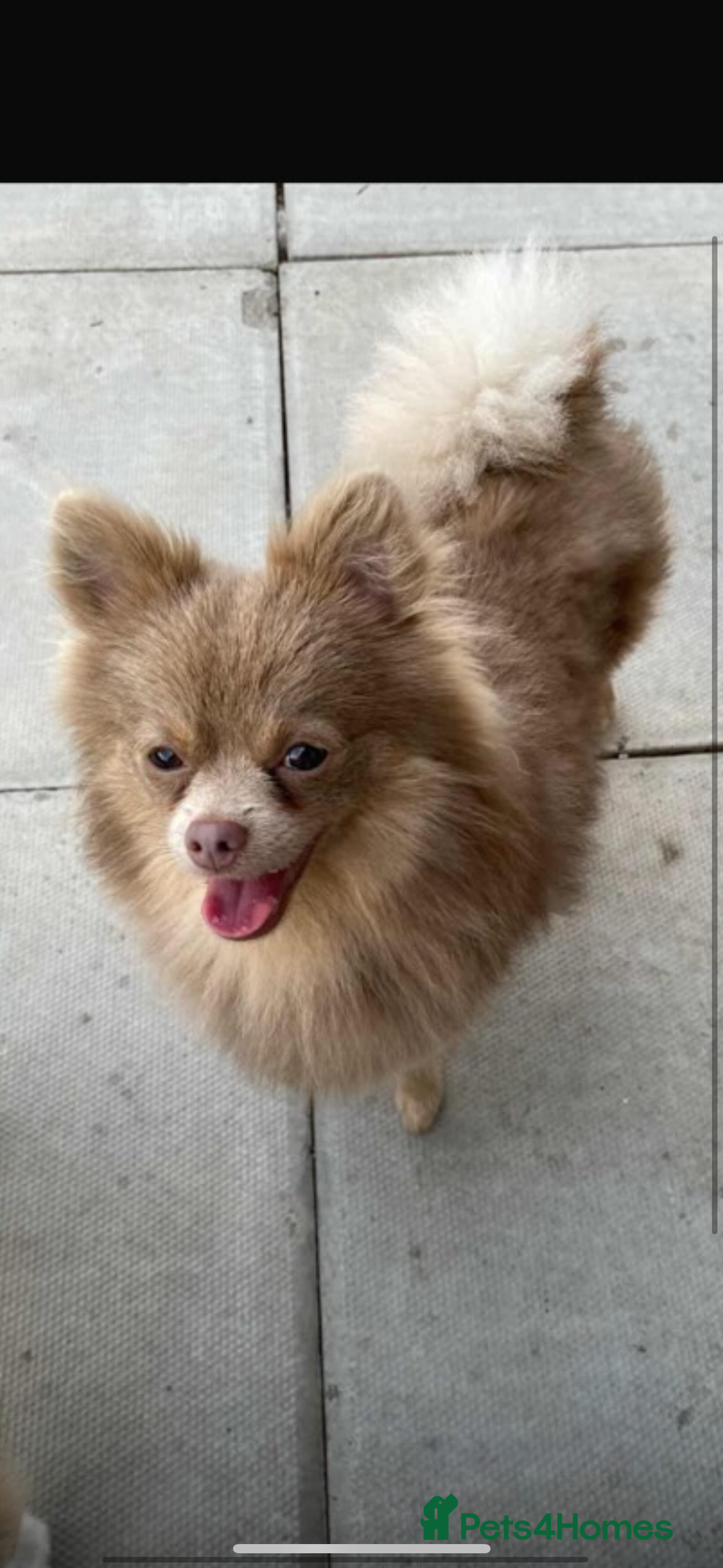 Pomeranian dogs for sale: Pomeranian  - Image 1