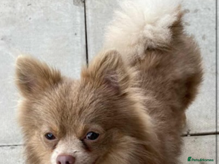 Pomeranian dogs - Advert 30