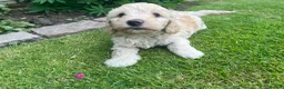 Cockapoo dogs for sale: F1b cockapoo puppies for sale - Advert 2