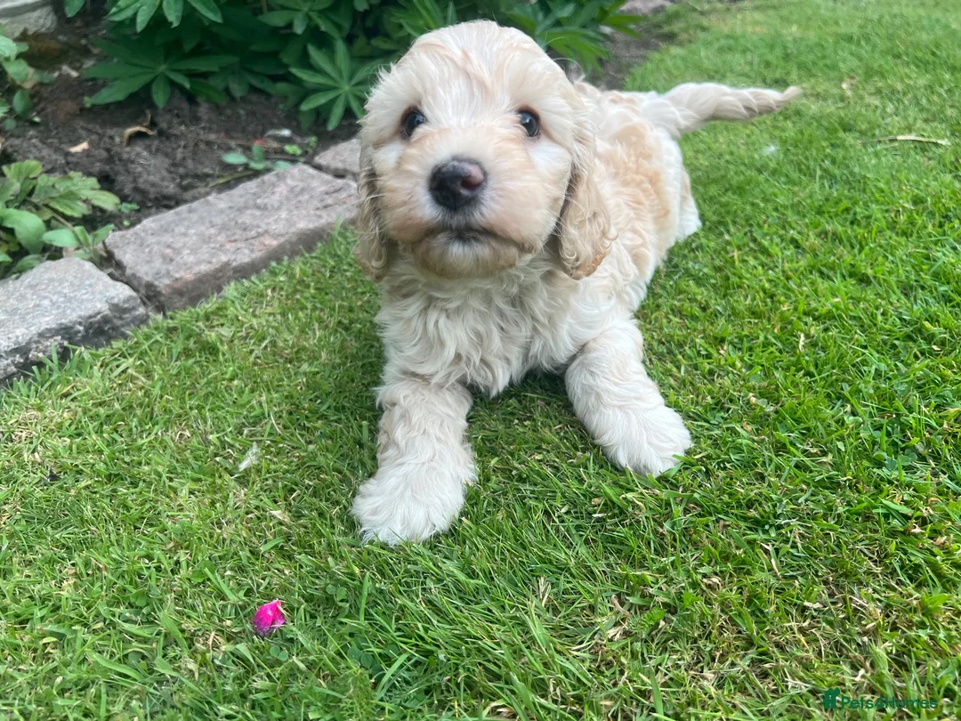 Cockapoo dogs for sale: F1b cockapoo puppies for sale - Advert 2