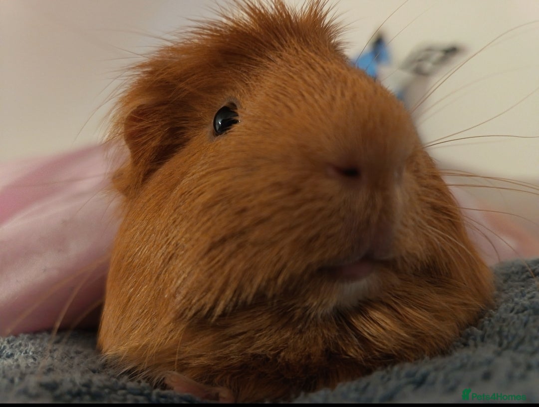 Guinea Pig rodents 2 lovely bonded guinea pigs 🐹 with equipment - Advert 1