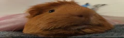 Guinea Pig rodents for sale: 2 lovely bonded guinea pigs 🐹 with equipment - Advert 1