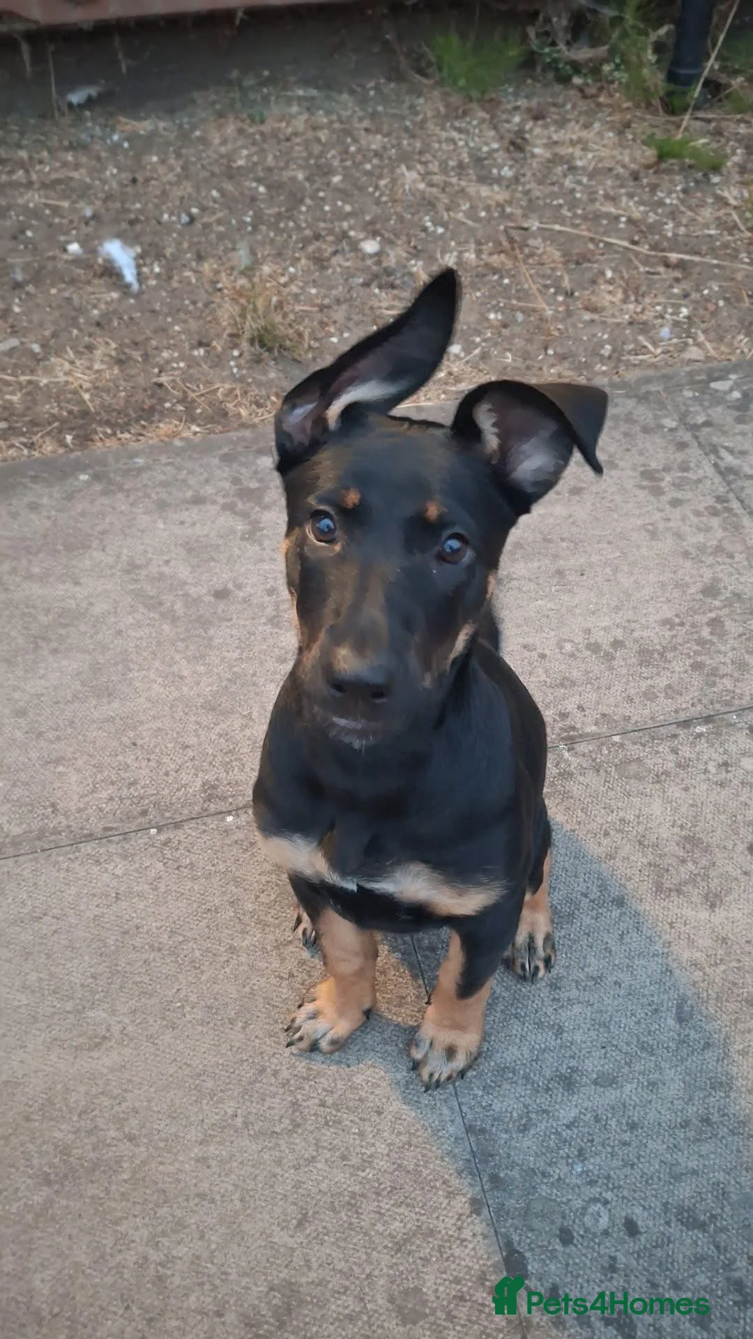 Mixed Breed dogs for sale: Havoc  in Scunthorpe - Advert 2