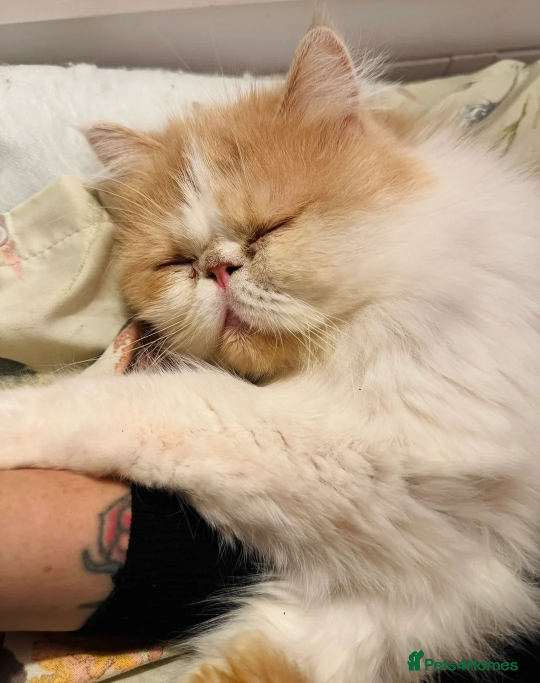 Persian cats for sale: Percy & Pogo to go together in King's Lynn - Advert 8