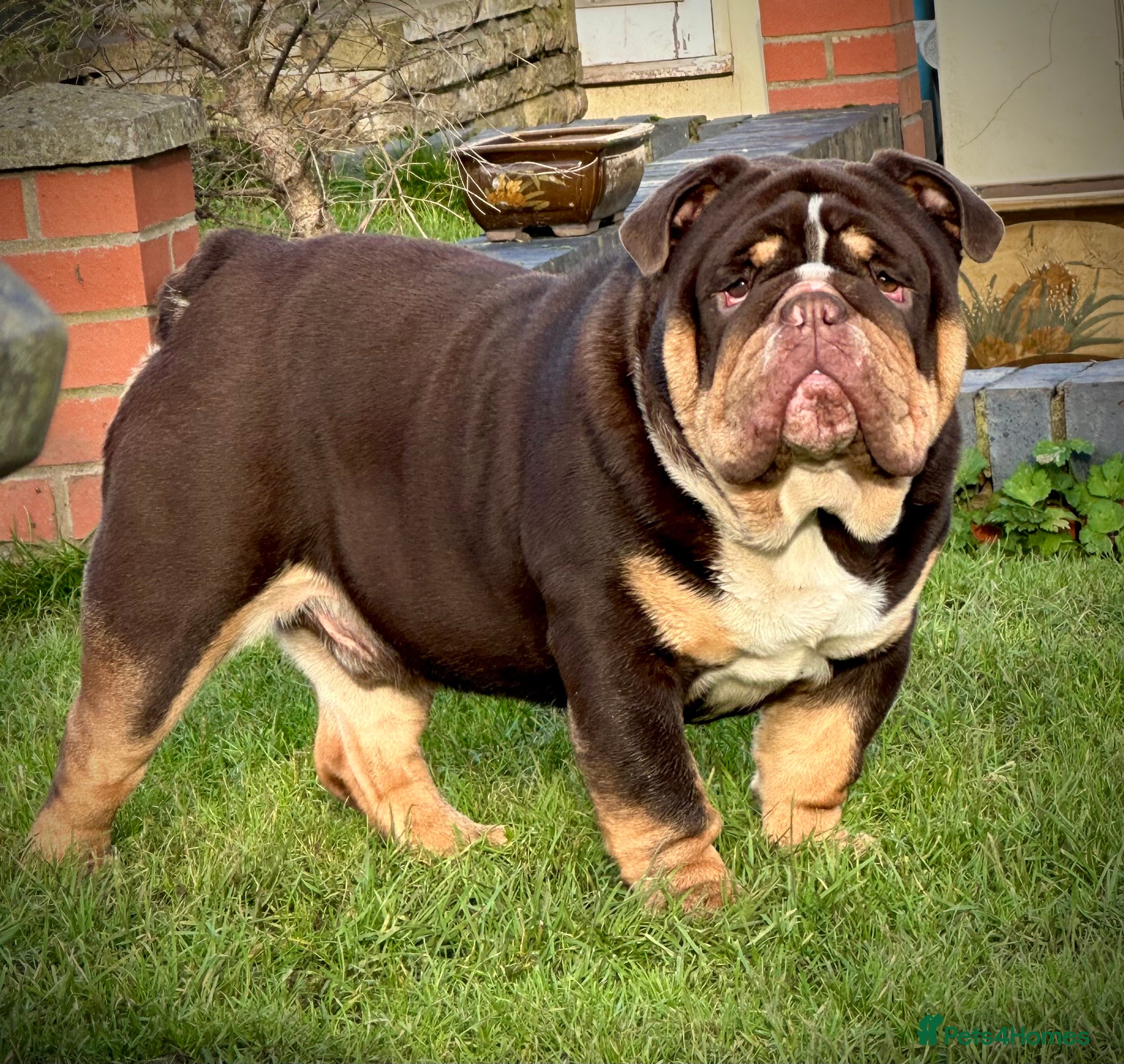 English Bulldog dogs Grandson of the Legendary City’s Ace  - Advert 17