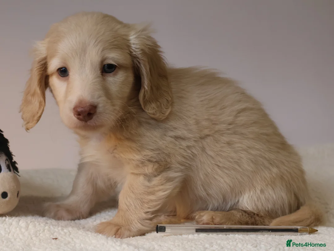 Miniature Dachshund dogs for sale: 5*Licensed+CREAMLONGHAIR+KCreg+PRACLEAR+Vetchecked - Advert 23