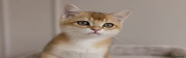 British Shorthair 3 - red