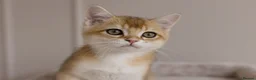 British Shorthair cats for sale: Golden Blue and Golden BSH kittens - Advert 20