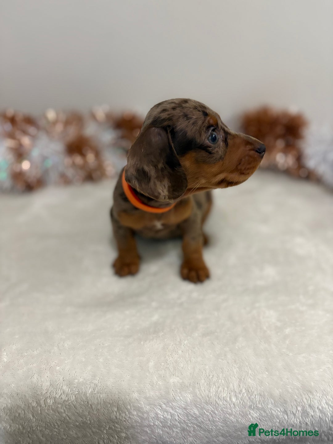 Miniature Dachshund dogs for sale: Miniature Dachshund Pups  - Advert 20