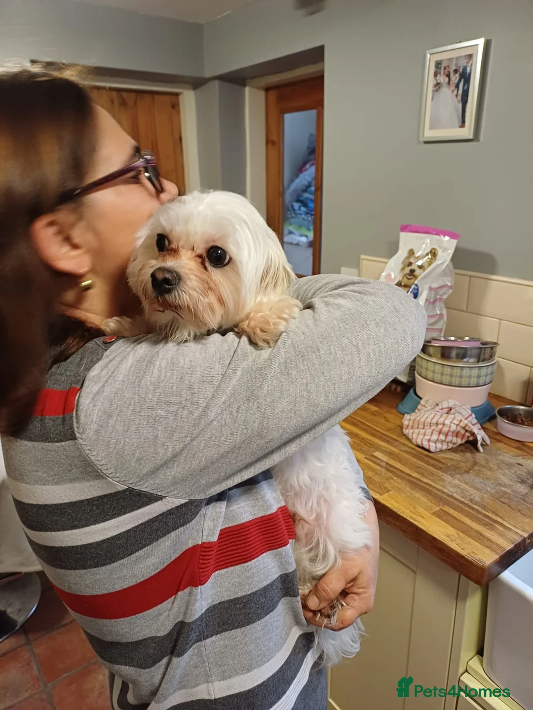 Maltese dogs for adoption: Meet Milo – a Lovely little Boy for a  Loving Home - Advert 14