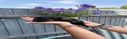 German Shepherd dogs for sale: KC Registered German Shepherd Puppies - Advert 22