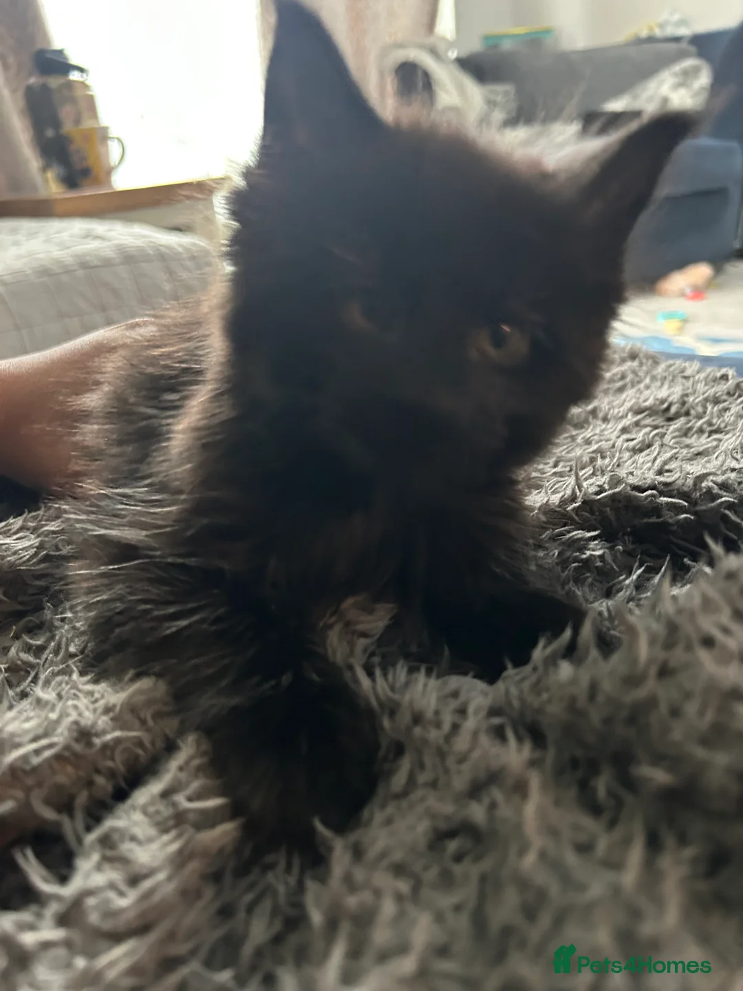 Maine Coon cats for sale: 3/4 MaineCoon - 1/4 Turkish Van kittens - Advert 8