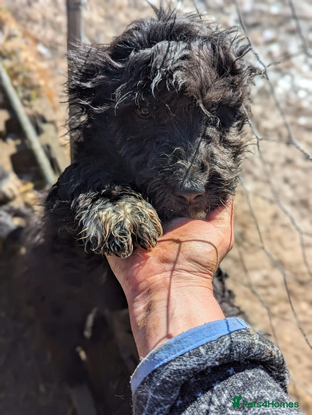 Mixed Breed dogs for adoption: Blizzard  - Advert 2