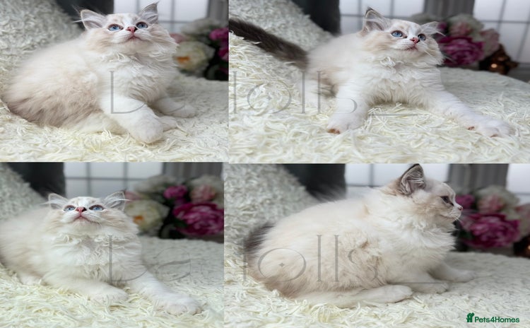 Ragdoll cats - Advert 4