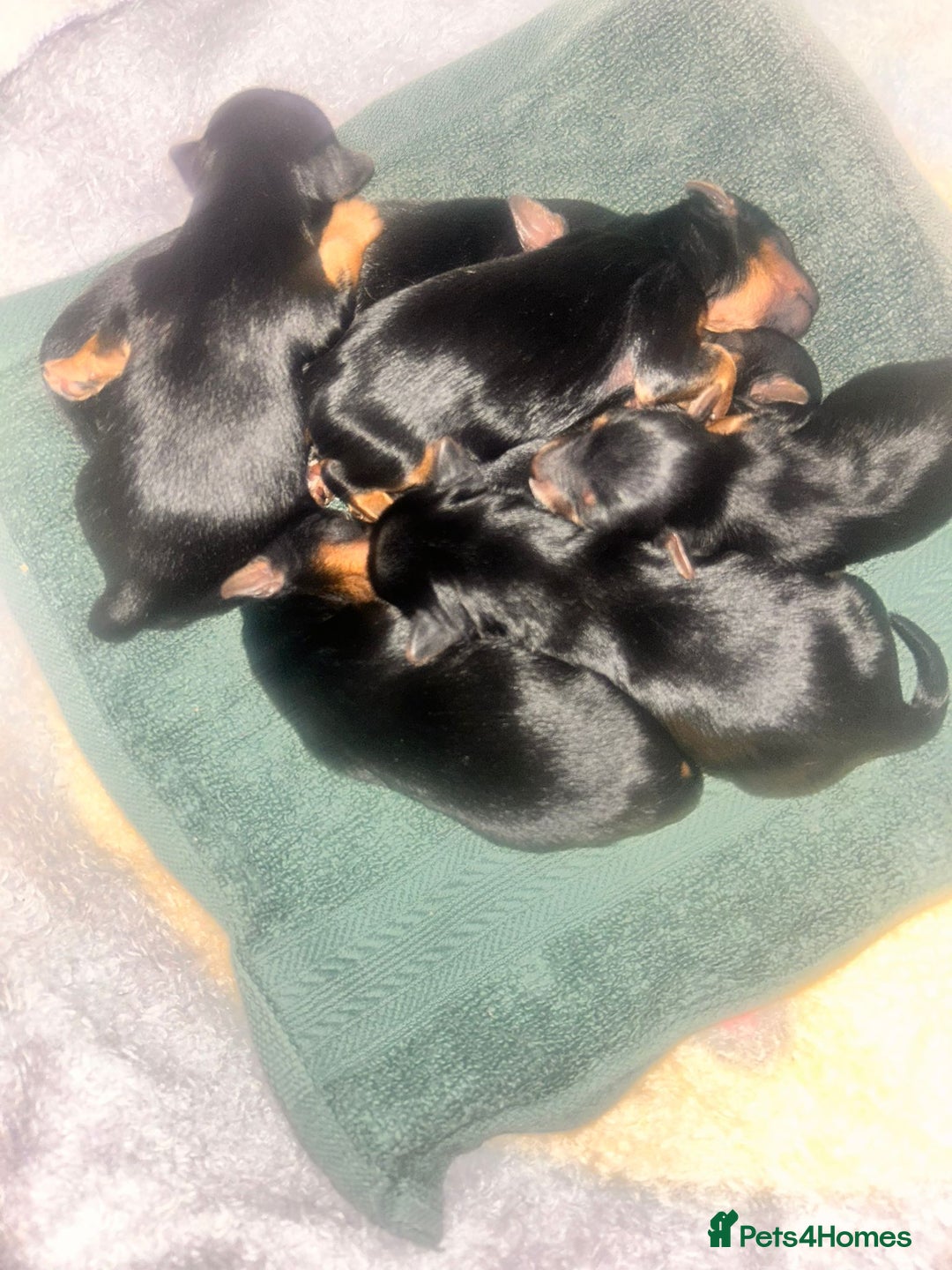 Yorkshire Terrier dogs for sale: Yorkshire terrier  - Advert 6