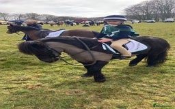 Shetland pony horses for sale: Shetland - Image 4