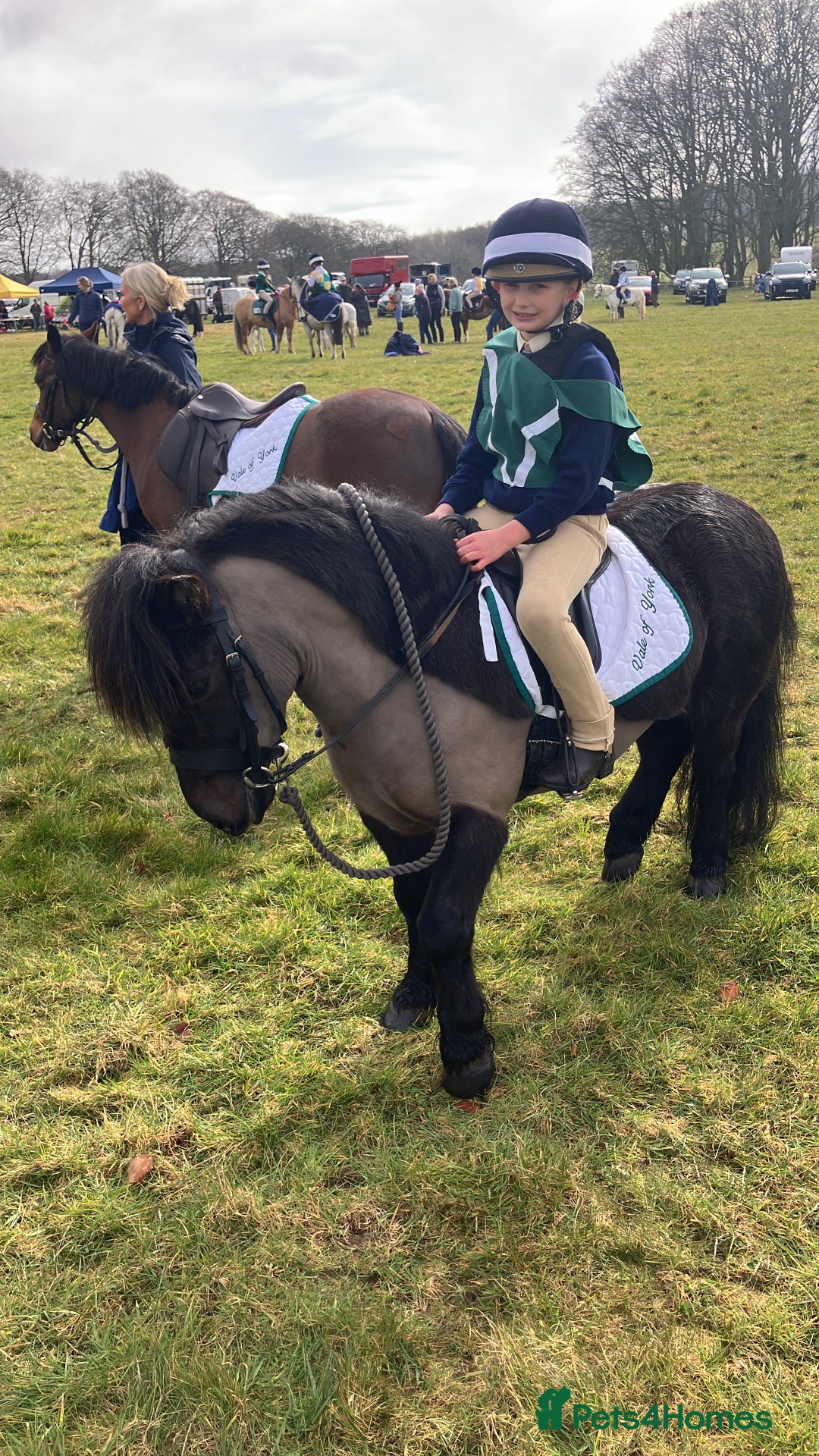 Shetland pony horses for sale: Shetland - Image 4