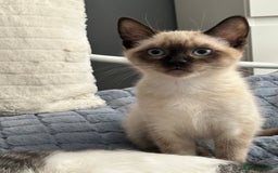 Ragdoll cats for sale: Chocolate point mitted ragdoll  - Image 1