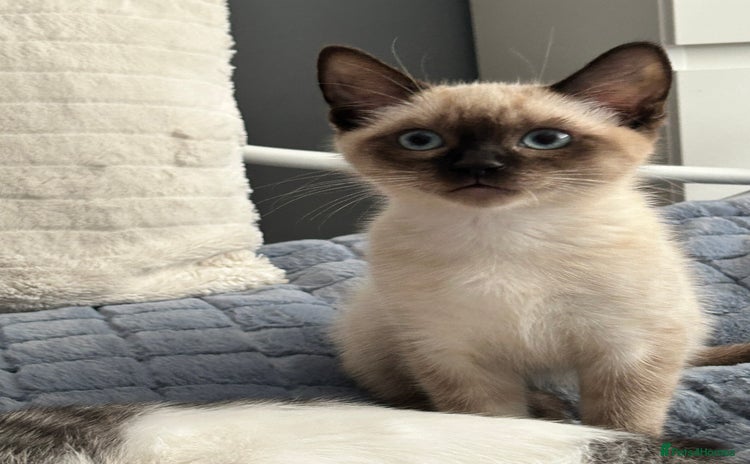 Ragdoll cats - Advert 7
